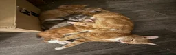 Mixed Breed cats for sale: Kittens for sale  - Advert 9