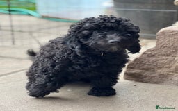 Mini Goldendoodle dogs for sale: Stunning mini F1bb Goldendoodles - Image 9