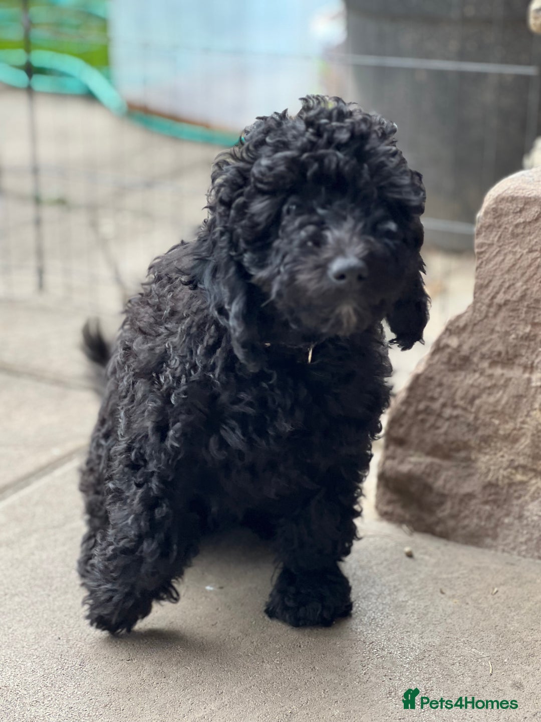 Mini Goldendoodle dogs for sale: Stunning mini F1bb Goldendoodles - Image 9