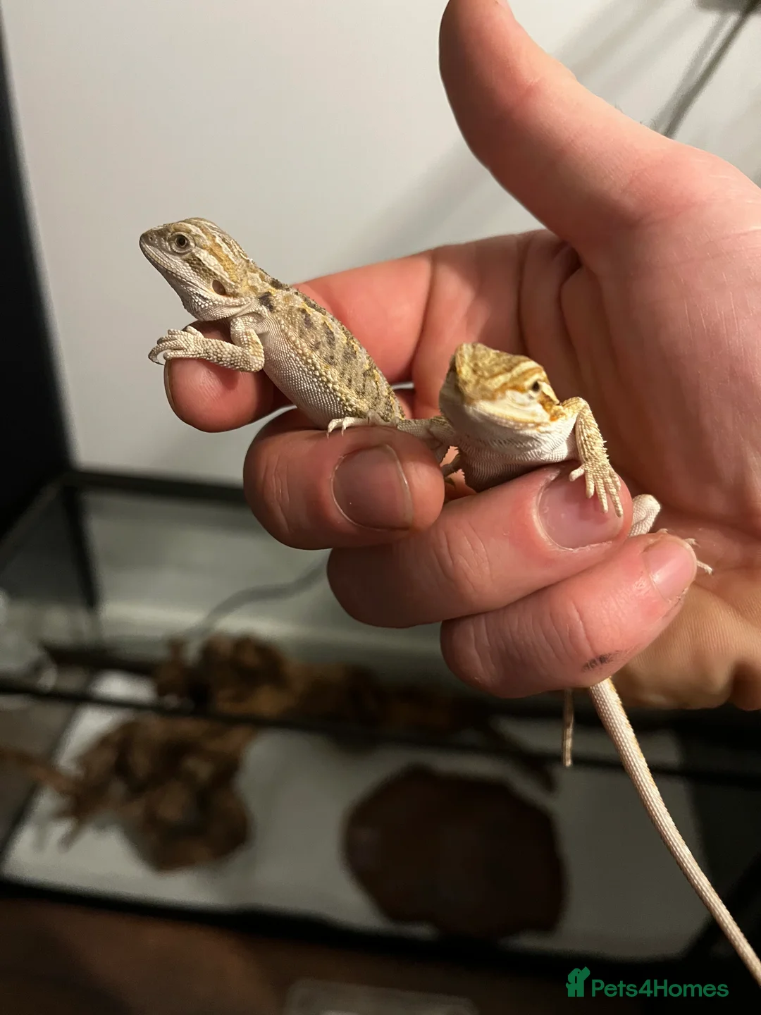 Bearded Dragon reptiles for sale: Baby Bearded Dragons available- 8 weeks old 5 LEFT - Advert 7