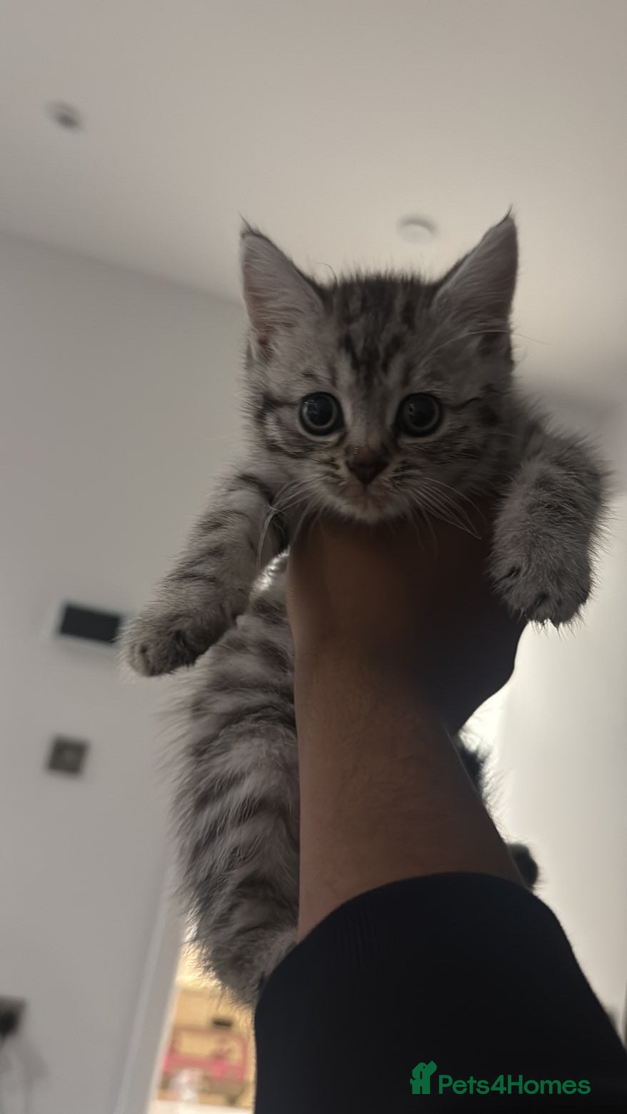 Mixed Breed cats Female Kitten for Sale – Mixed Breed, 8 Weeks Old - Advert 2