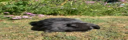 French Lop rabbits for sale: Beautiful French lops for sale Mixed gender - Advert 8