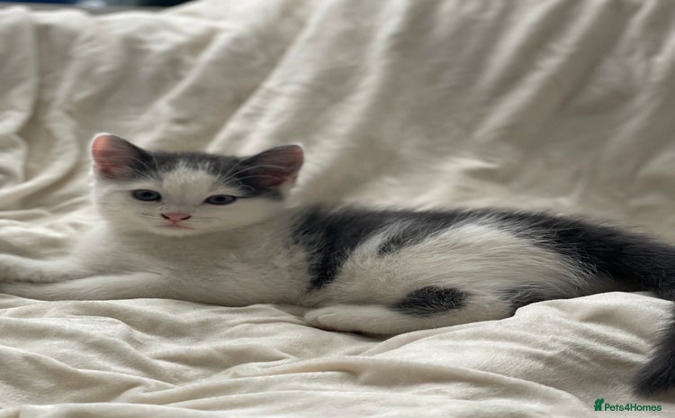 Khao Manee cats - Advert 1