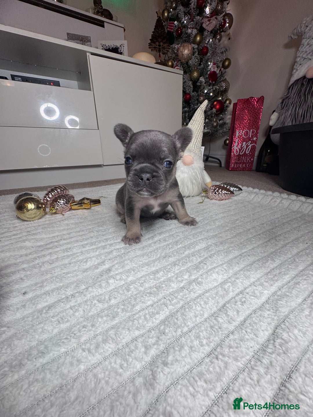 French Bulldog dogs for sale: French Bulldog puppies for sale  - Advert 8