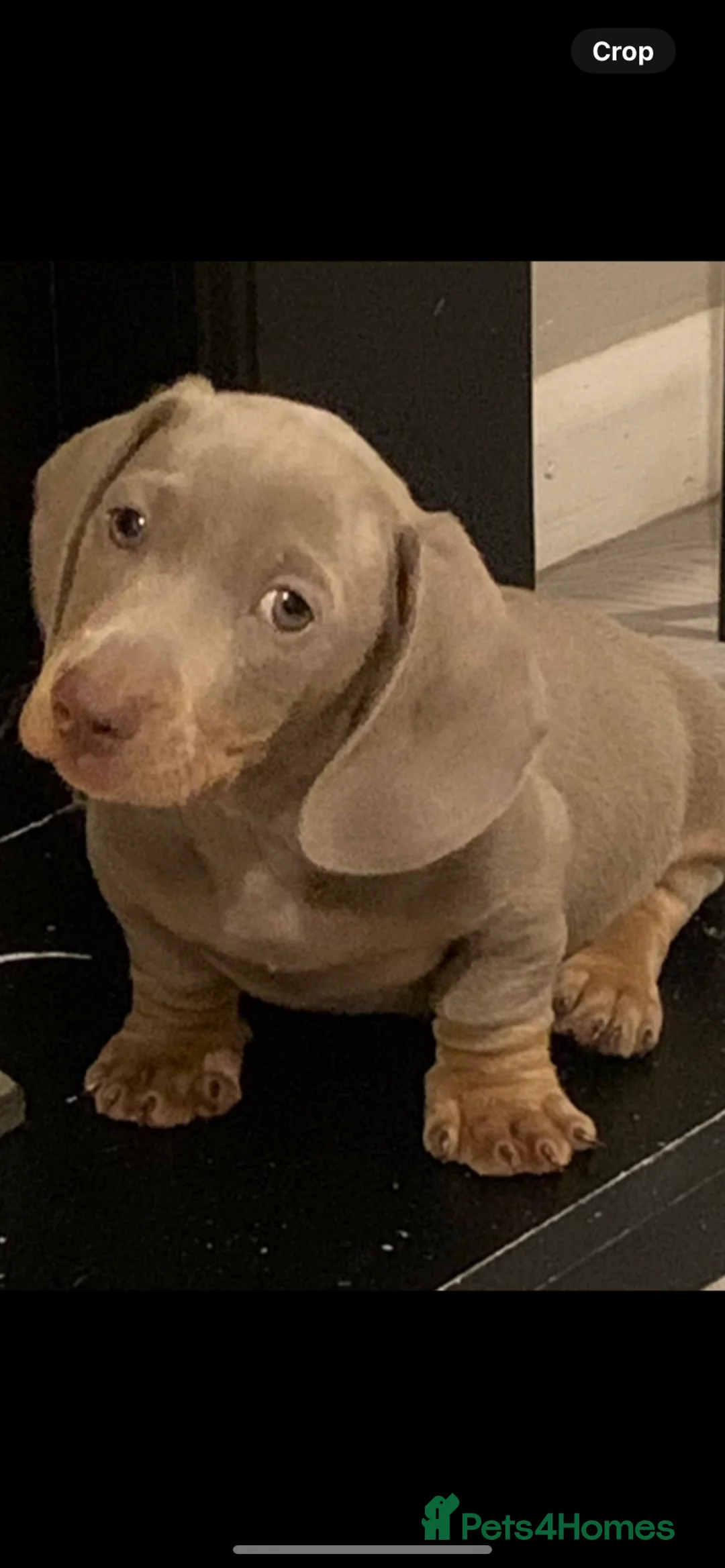 Dachshund dogs for stud: Miniature dachshund for stud  in Newport - Advert 9