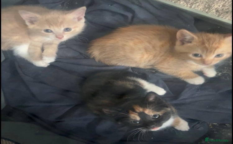 Mixed Breed cats - Advert 3