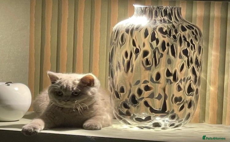 British Shorthair cats - Advert 11