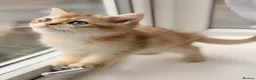 British Shorthair cats for sale: 🐾Golden British Shorthair Kittens🐾 - Advert 6