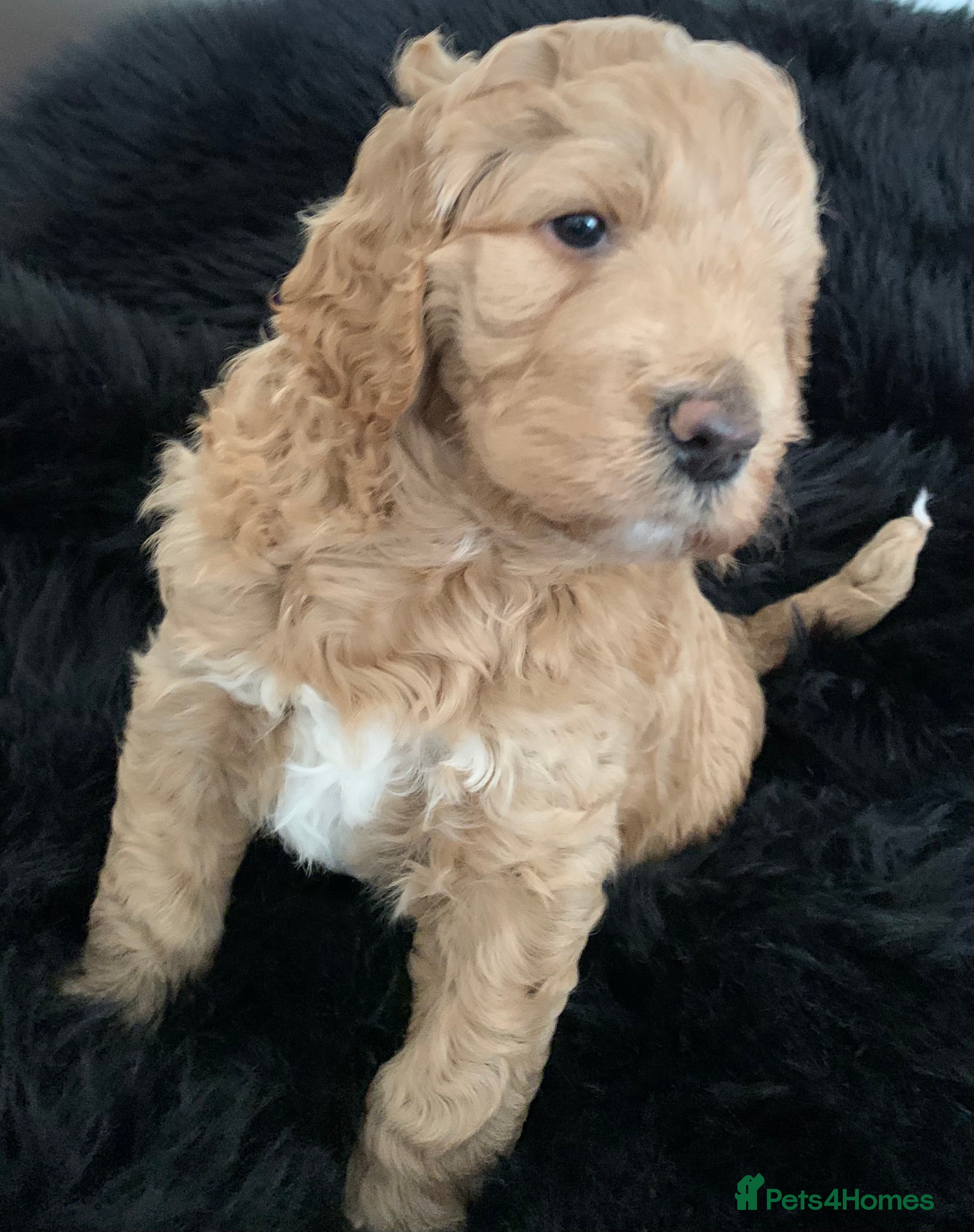 Goldendoodle dogs Goldendoodle/double doodle - Advert 1