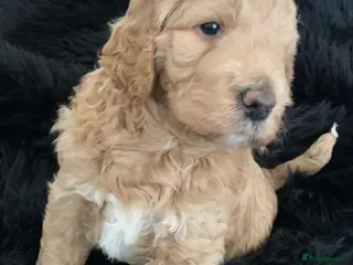 Goldendoodle dogs Goldendoodle/double doodle - Advert 1