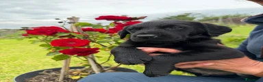 Labrador Retriever 3
