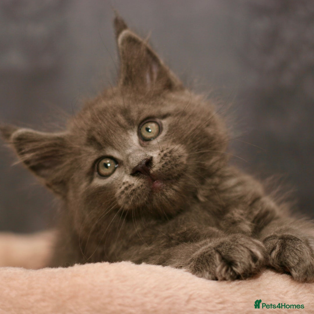 Maine Coon cats for sale: Mainecoon kittens TICA REGISTERED stunning - Advert 12