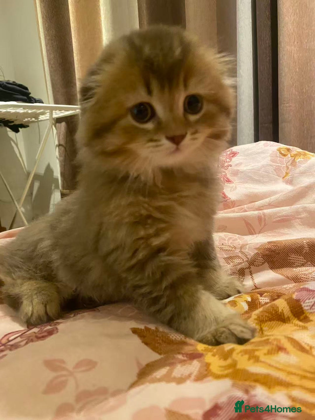 Scottish Fold cats for sale: Stunning Scottish fold kittens are ready - Advert 17