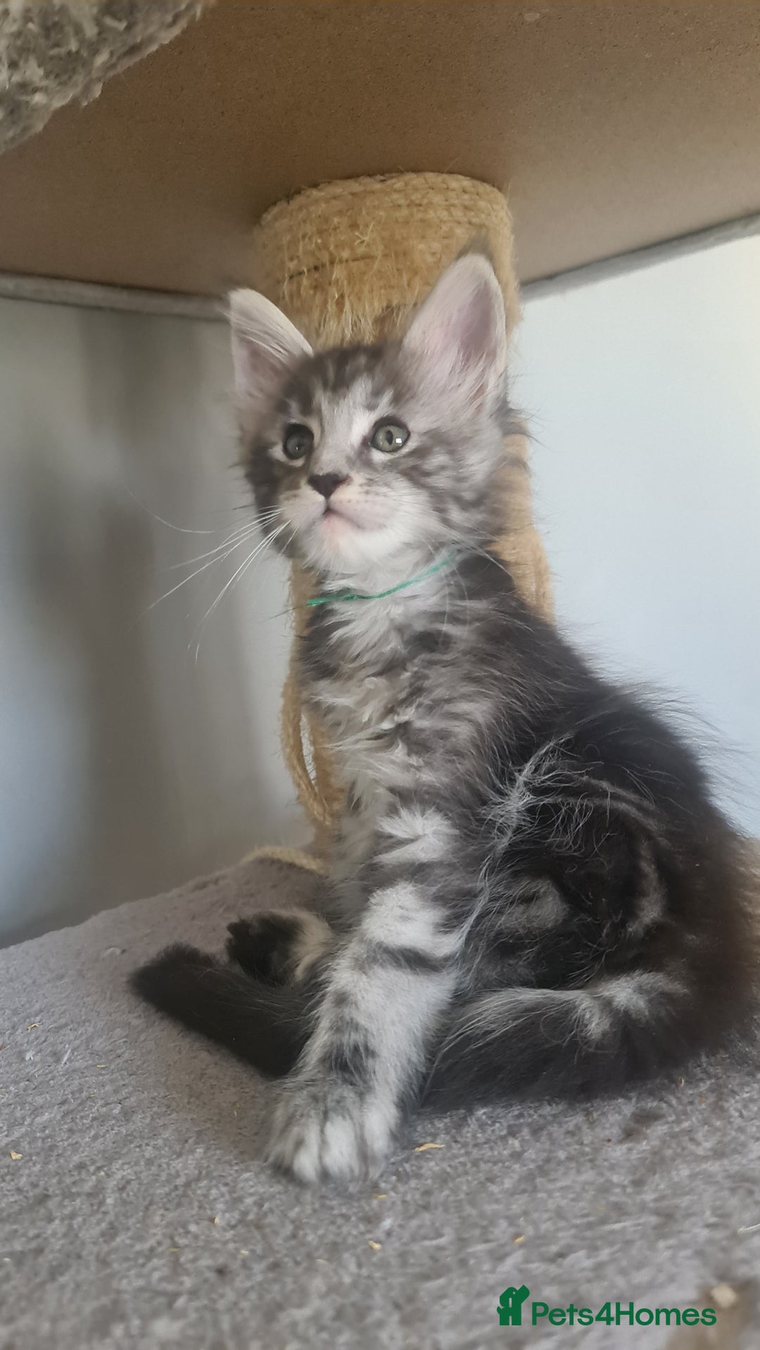 Maine Coon cats for sale: GCCF Registered - Maine Coon Kittens - Image 20