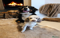 Goldendoodle dogs for stud: FULLY HEALTH TESTED! MOYEN POODLE STUD! in Kettering - Image 38
