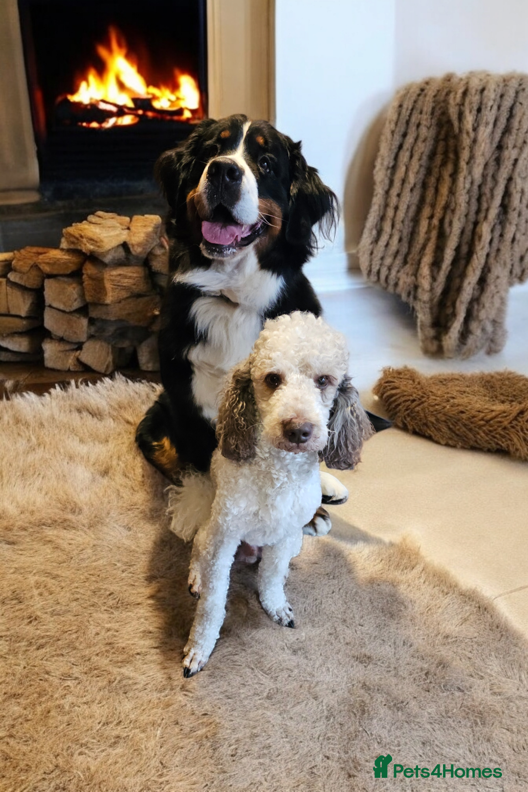 Goldendoodle dogs for stud: FULLY HEALTH TESTED! MOYEN POODLE STUD! in Kettering - Image 38