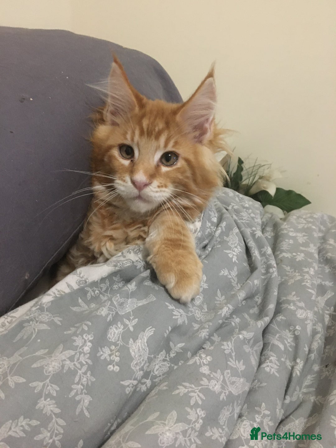 Maine Coon cats for sale: Together or separate  - Image 6