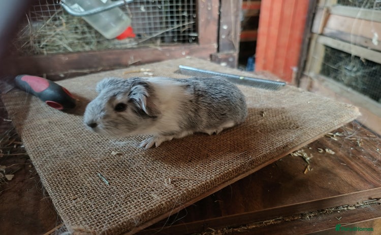 Guinea Pig rodents - Advert 1