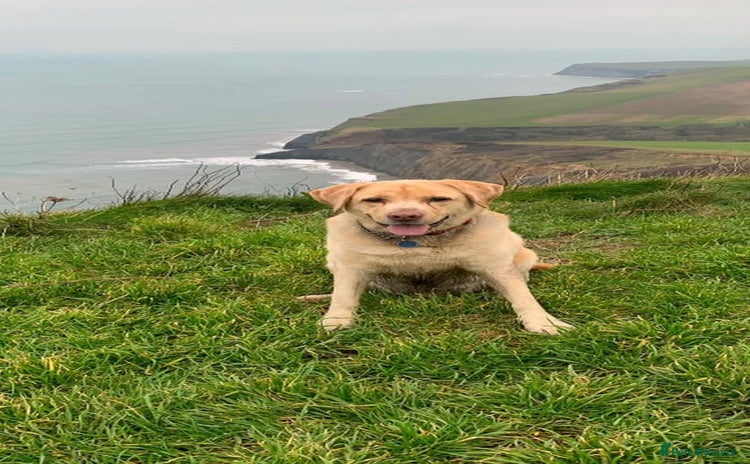 Labrador Retriever dogs - Advert 1