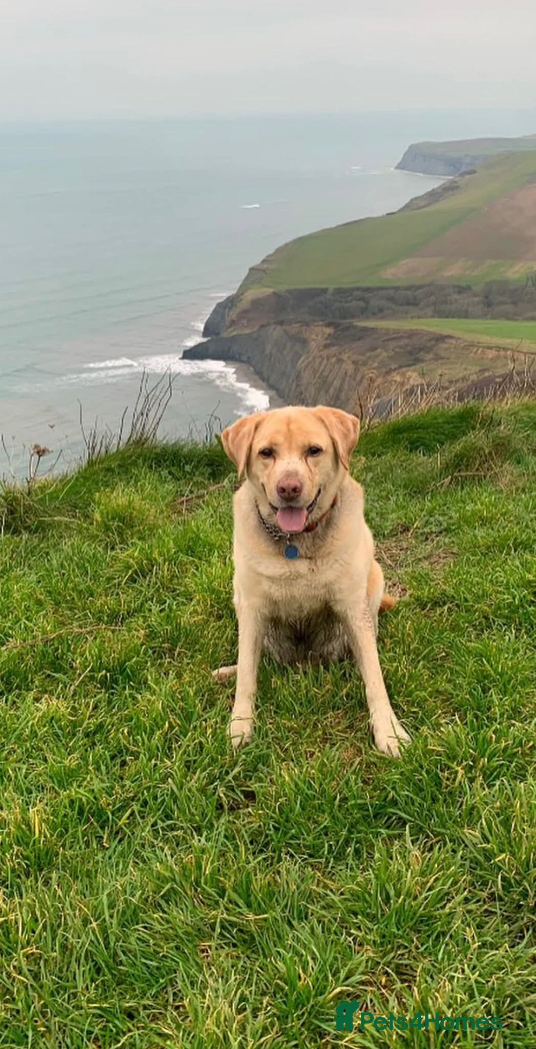 Labrador Retriever dogs for adoption: Tank  - Image 1
