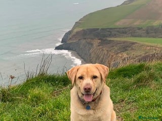 Labrador Retriever dogs - Advert 4