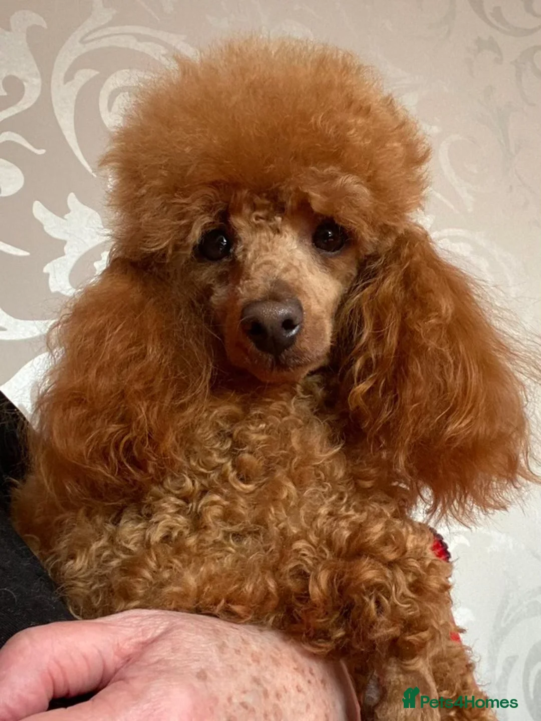 Toy Poodle dogs for stud: Brandy - KC Reg Toy Poodle (Not related to Ludo) in Bradford - Advert 2