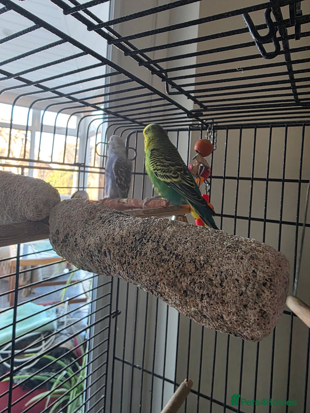 Budgerigars birds for sale: Girl and boy budgies - Advert 2