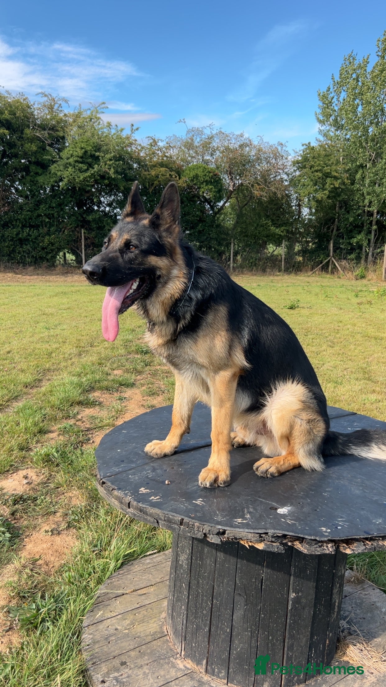 German Shepherd dogs Almost 2 year old boy for sale - Advert 3