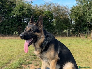German Shepherd dogs Almost 2 year old boy for sale - Advert 2