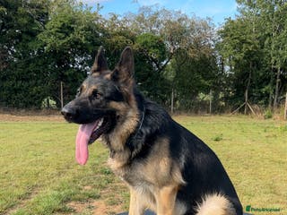 German Shepherd dogs Almost 2 year old boy for sale - Advert 6