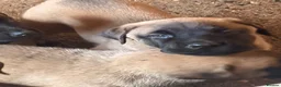 Anatolian Shepherd dogs for sale: 8 beautiful Antonian Shepherd pups  - Advert 3