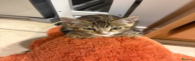 Bengal cross boy 