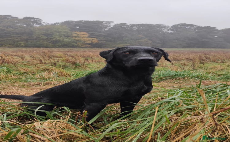Labrador Retriever dogs - Advert 3
