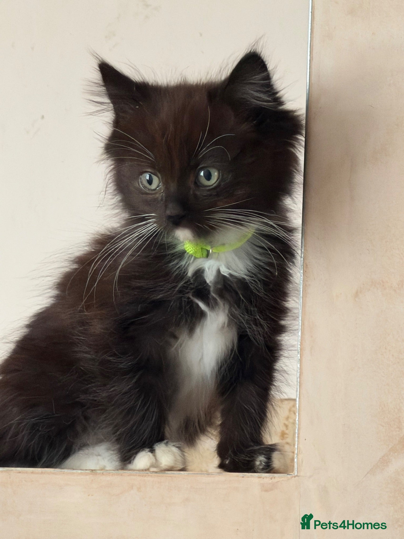 Ragdoll cats Ragdoll cross maincoon - Advert 16