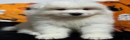 Samoyed dogs for sale: Stunning KC Samoyed female READY NOW - Advert 13