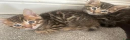 Bengal cats for sale: Bengal kittens  - Advert 6