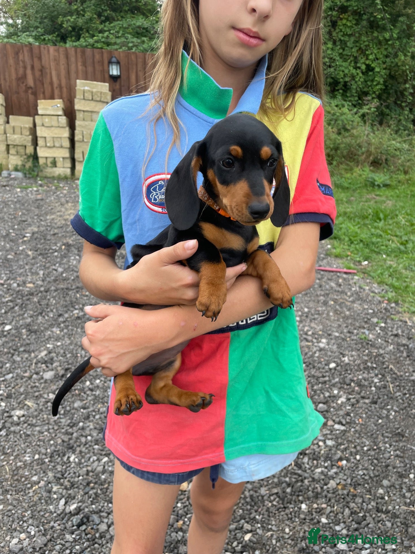 Miniature Dachshund dogs Miniature Dachshund Pups ready to leave 🐶  - Advert 5