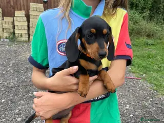 Miniature Dachshund dogs Miniature Dachshund Pups ready to leave 🐶 - Advert 4