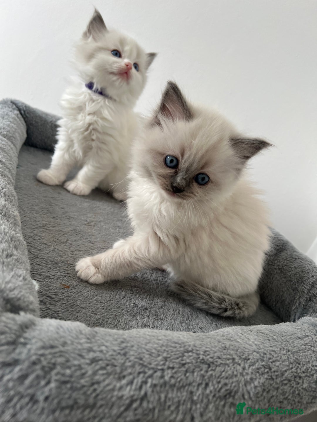 Ragdoll cats for sale: PURE BREED RAGDOLL KITTENS BLUE - Image 3