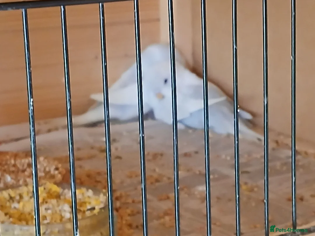 Budgerigars birds for sale: Aviary breed baby budgies - Advert 2