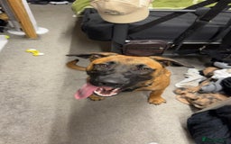 Mixed Breed dogs for sale: URGENT REHOME. Beautiful 6 month Belgian malinois  - Image 4