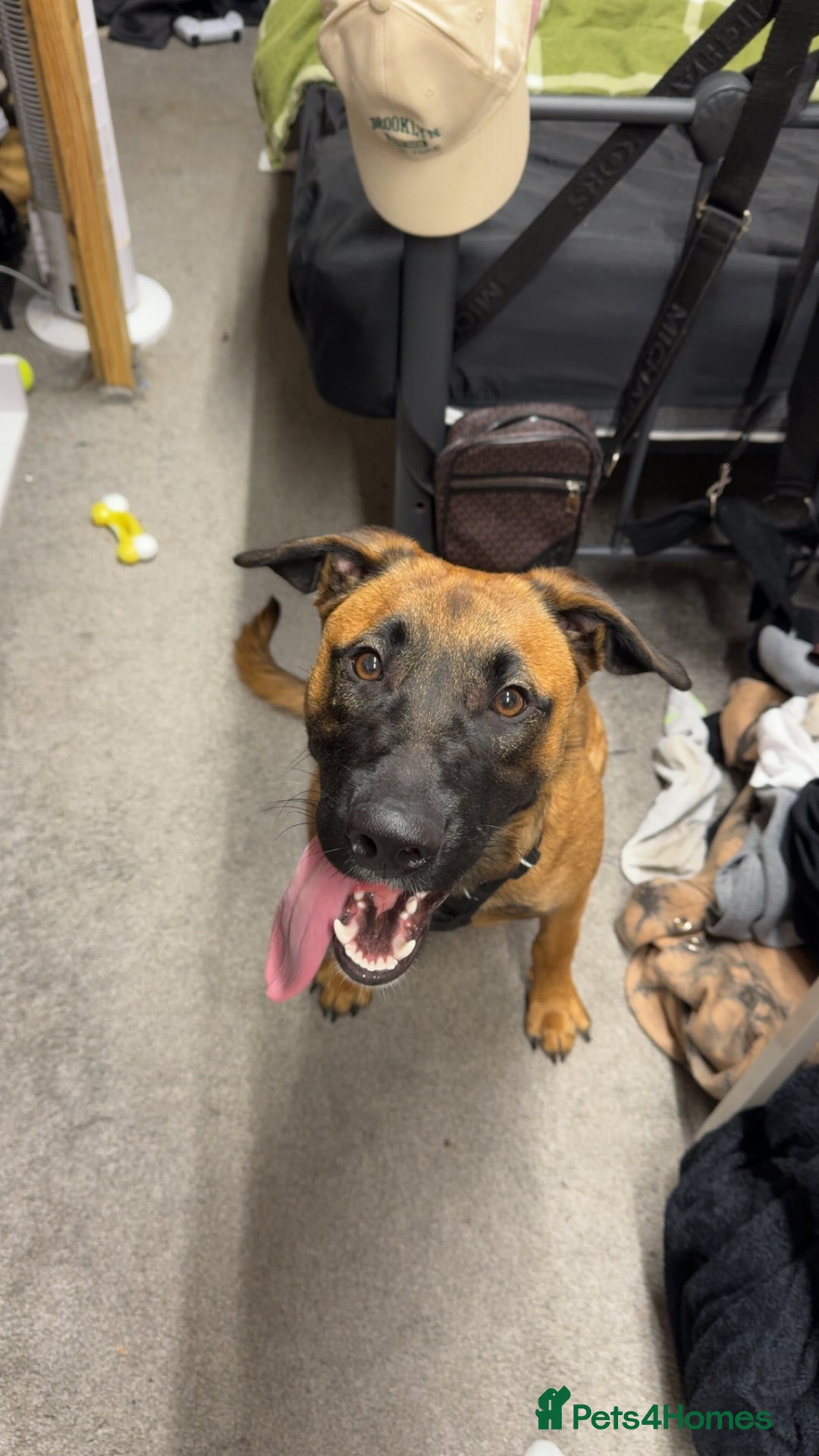 Mixed Breed dogs for sale: URGENT REHOME. Beautiful 6 month Belgian malinois  - Image 4