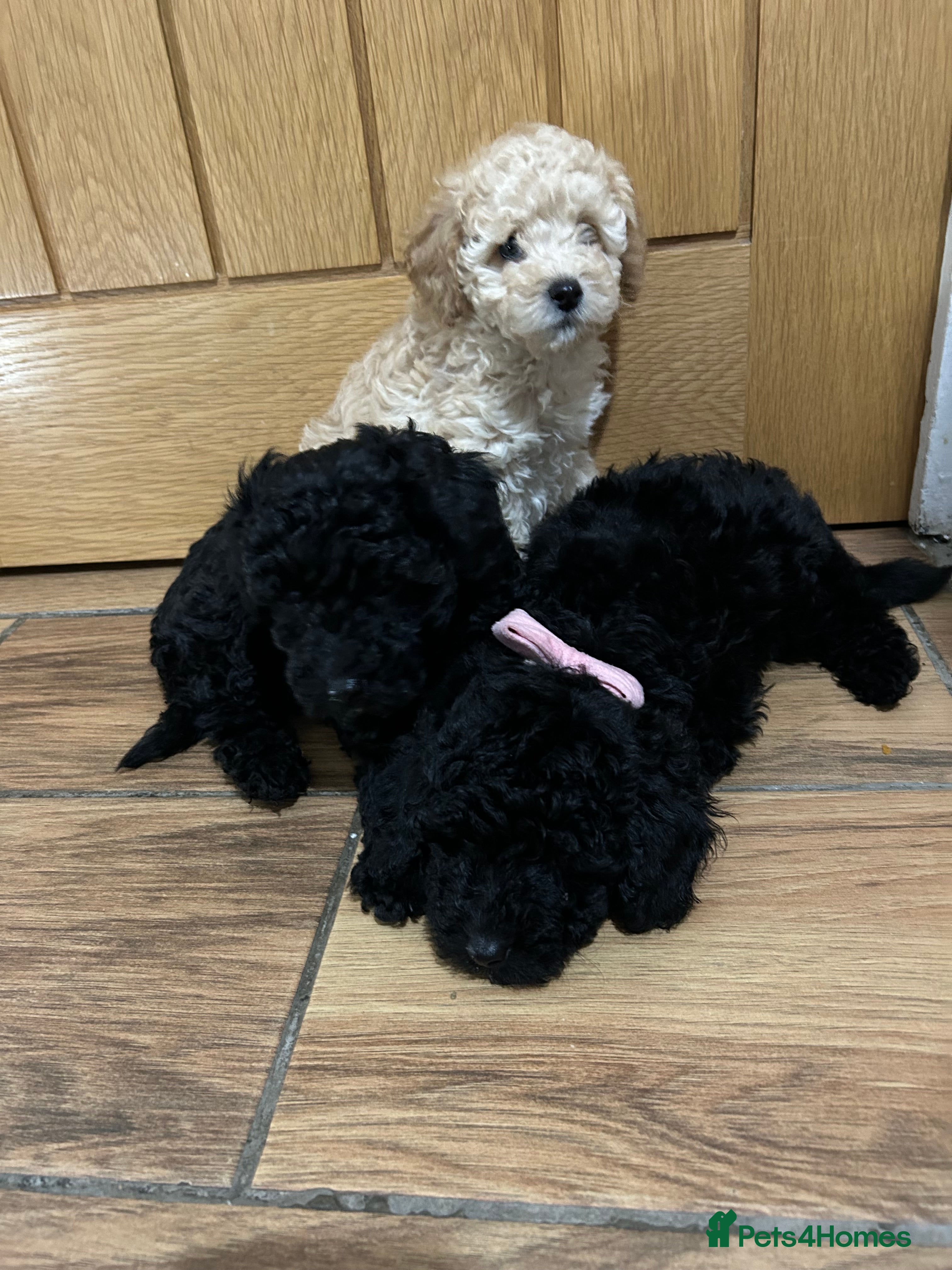 Toy Poodle dogs 🐾Toy poodle puppies🐾 - Advert 2
