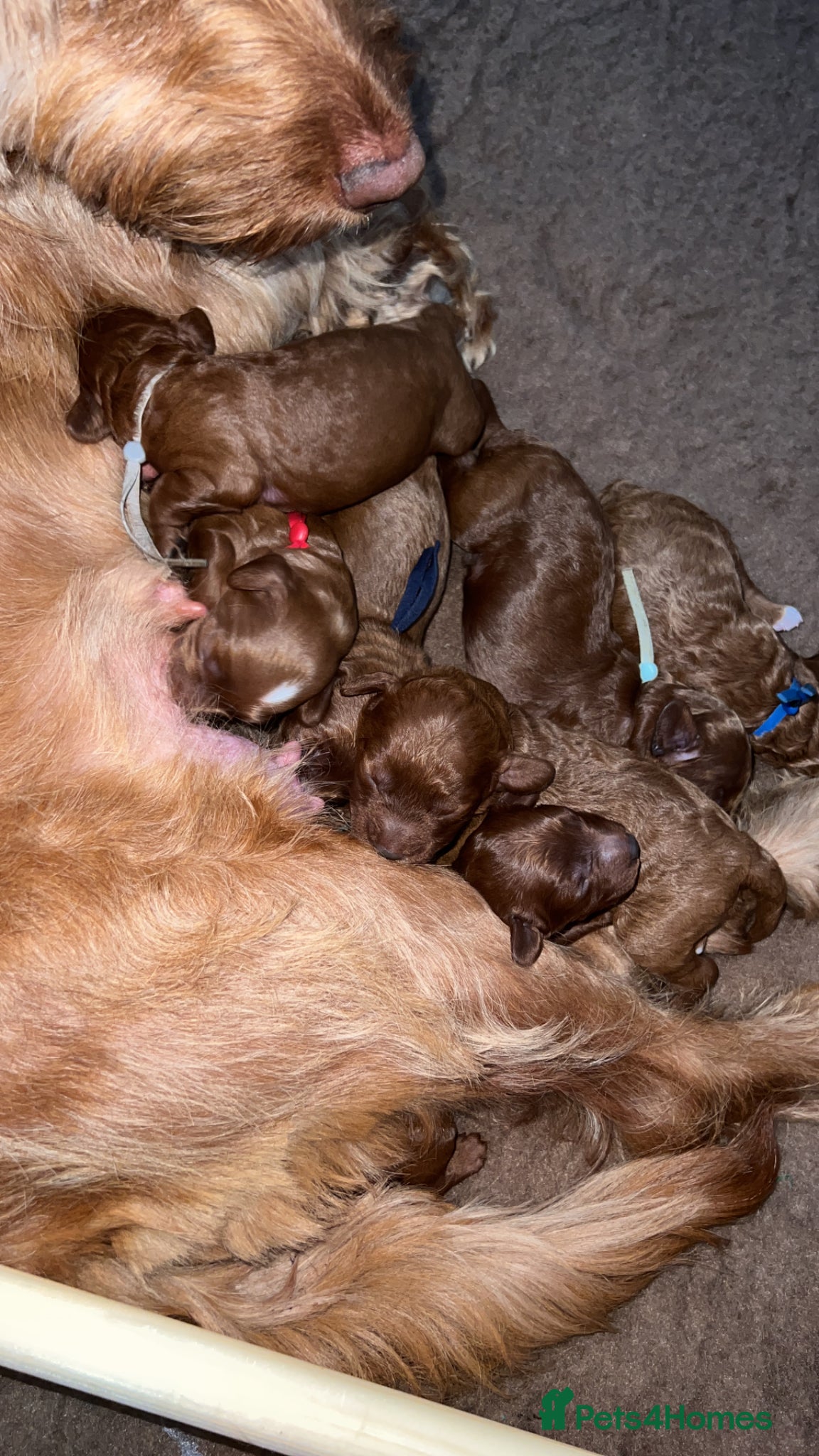 Cockapoo dogs for sale: 8 home raised red F1B cockapoos 3 girls/5 boys - Advert 9
