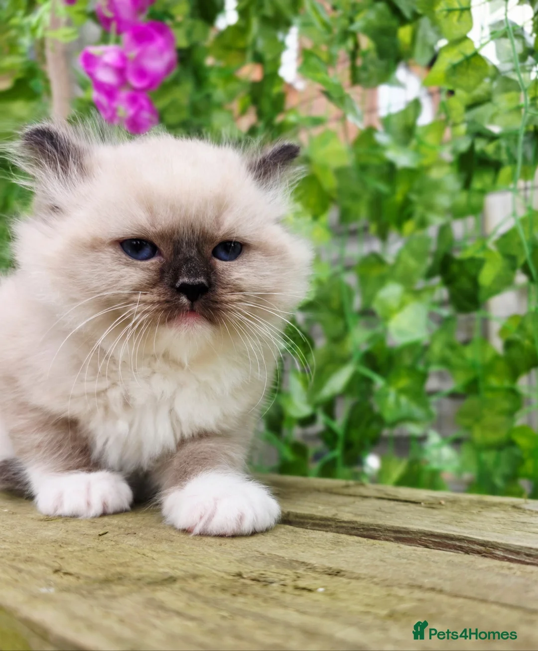 Ragdoll cats for sale: 5 amazing European babies.  Tica registered  - Advert 7