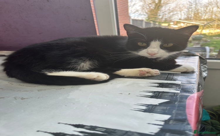 Mixed Breed cats in Birmingham - Advert 7