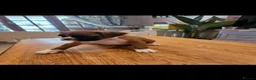 Boxer dogs for sale: Beutiful litter of boxer puppies  - Advert 5