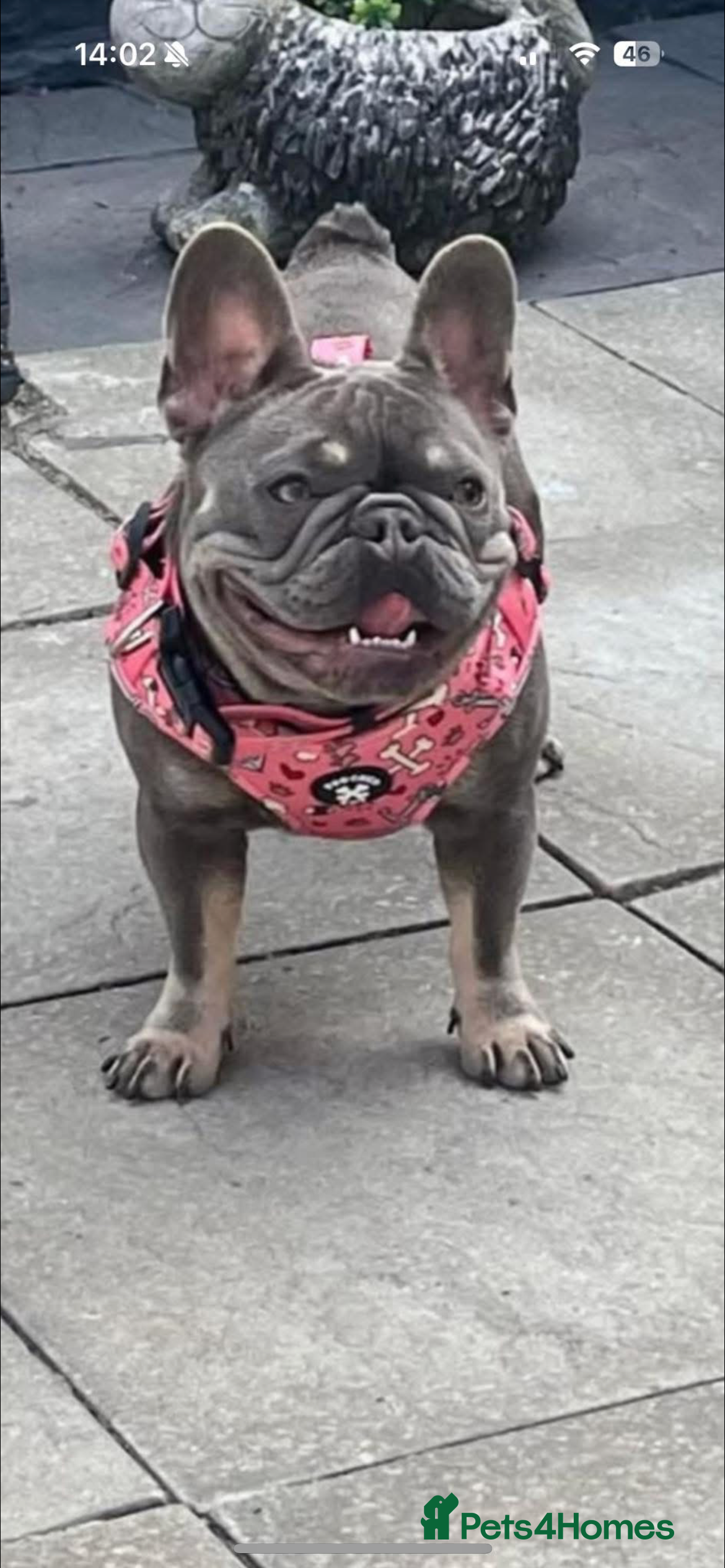 French Bulldog dogs French bulldog female - Advert 8