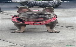 French Bulldog dogs for sale: French bulldog female - Image 1