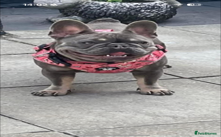 French Bulldog dogs - Advert 10